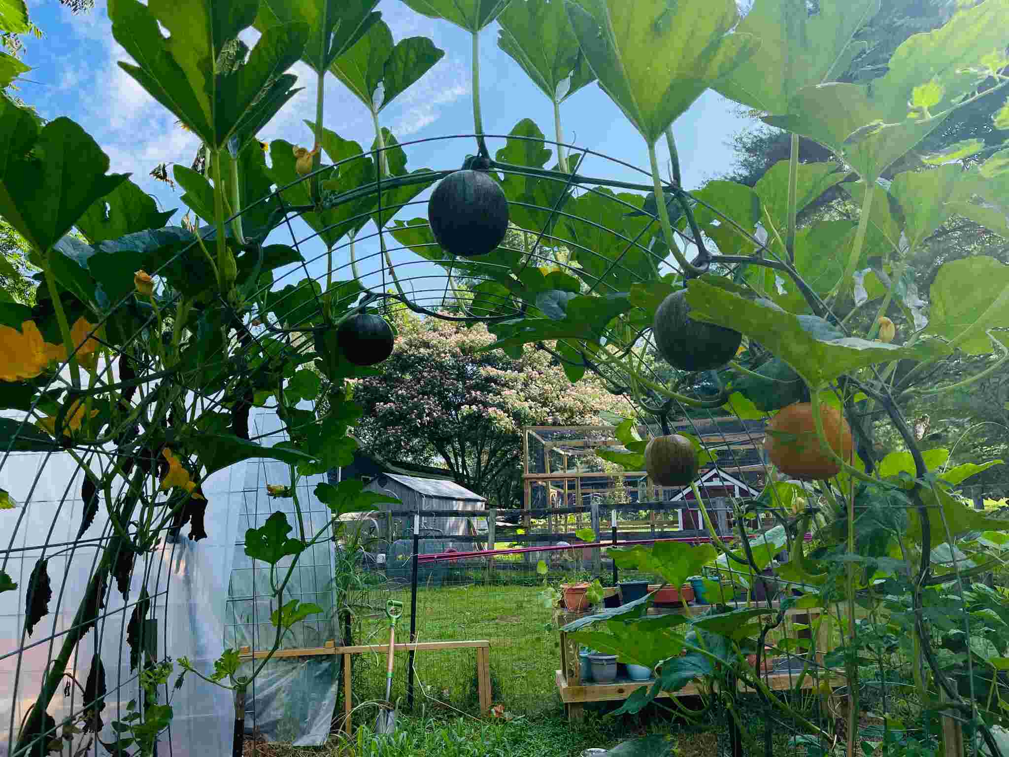 Hanging pumpkins in the garden
